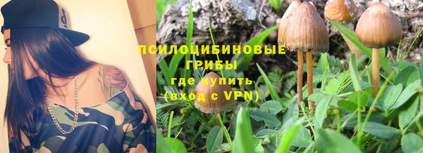 сатива Аркадак
